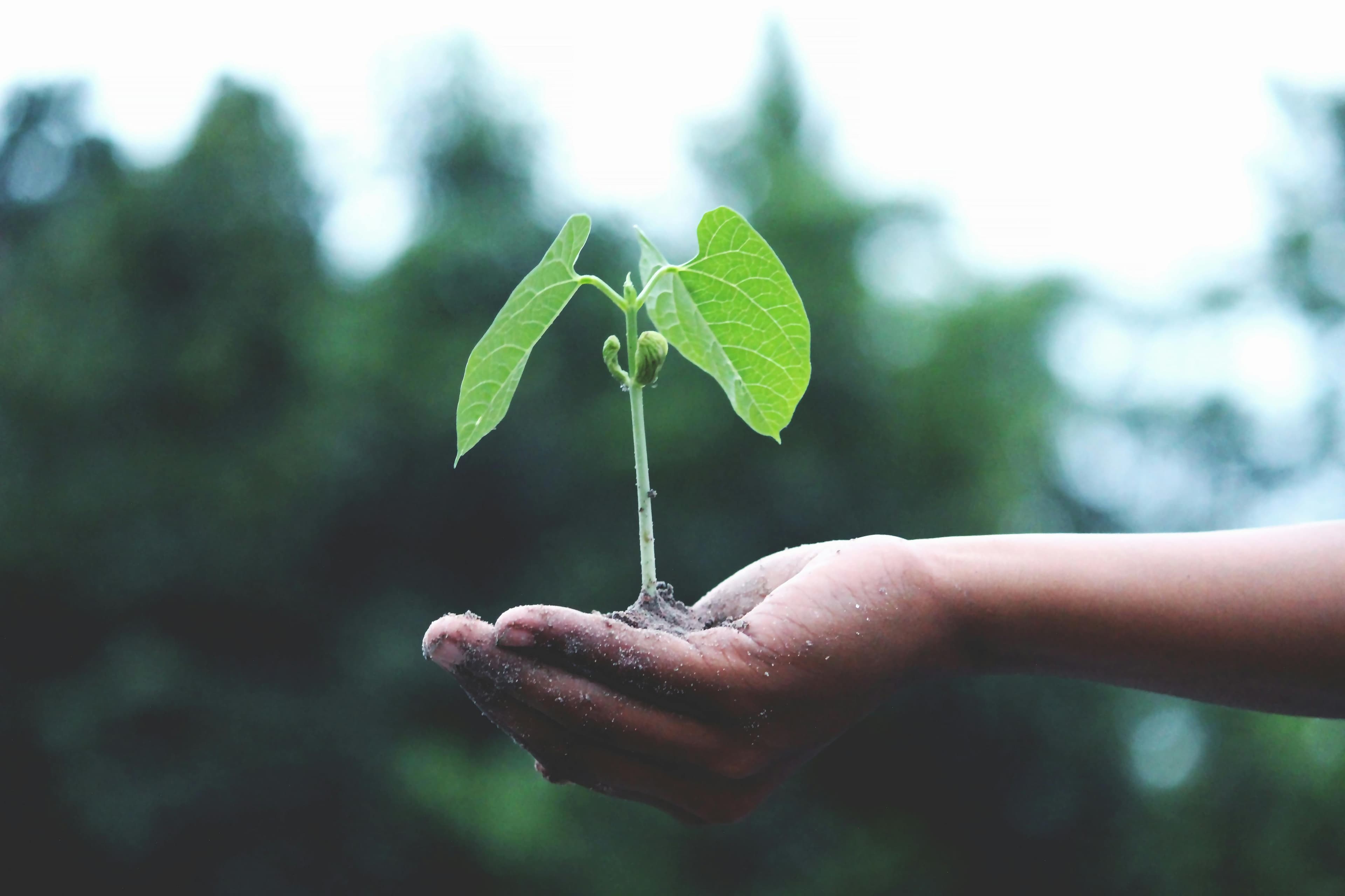 Sustainability & ESG Strategy Planner